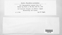 Sarcopodium roseum image